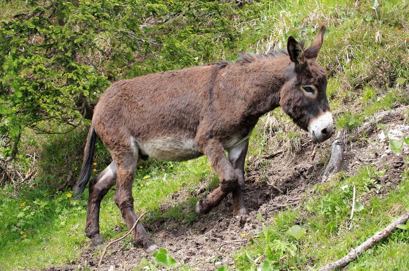 Resilient Hooves
