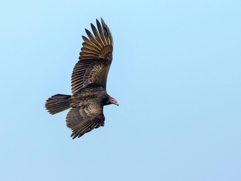 Vulture Thermal Soaring