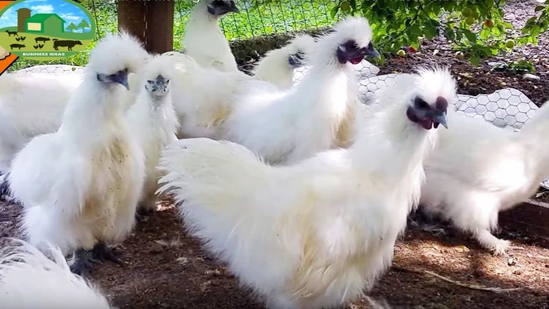 Silkie Chickens