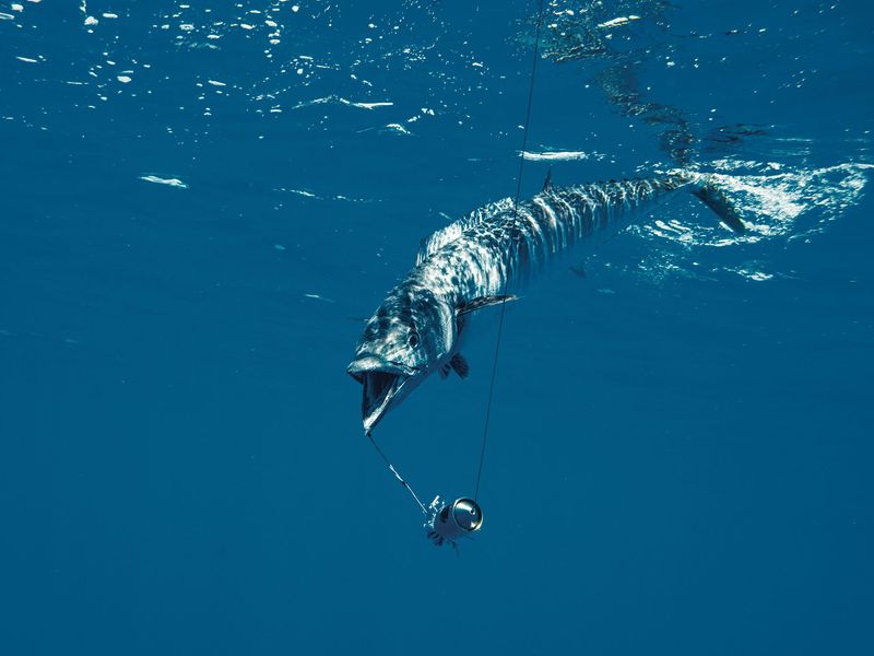 Wahoo