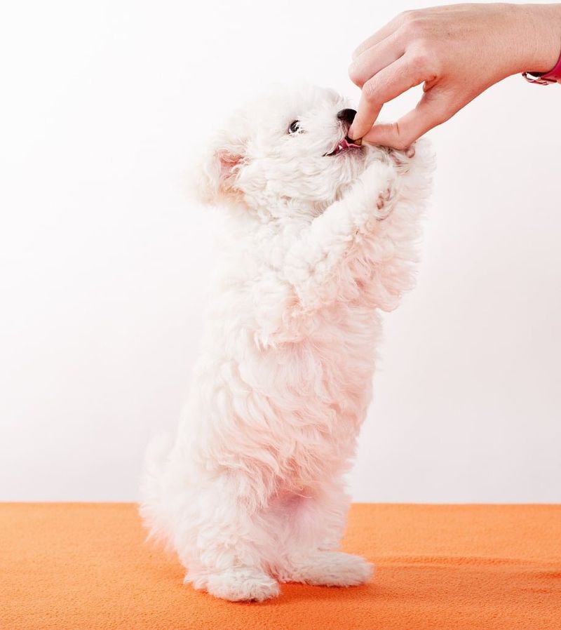 Treat – The Motivation Word
