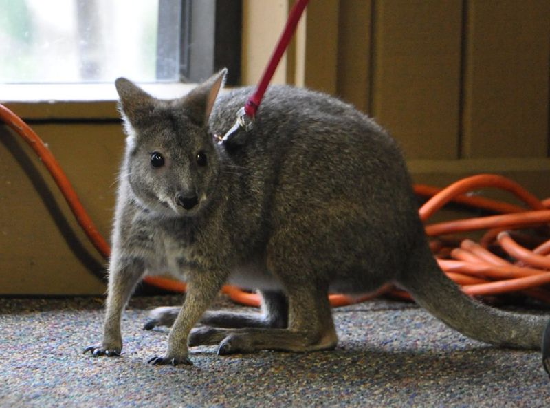 Wallabies
