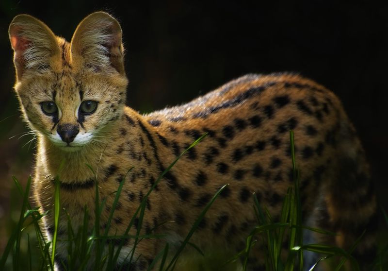 Serval
