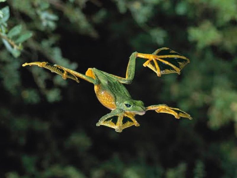Wallace's Flying Frog