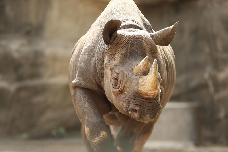 Rhinoceros
