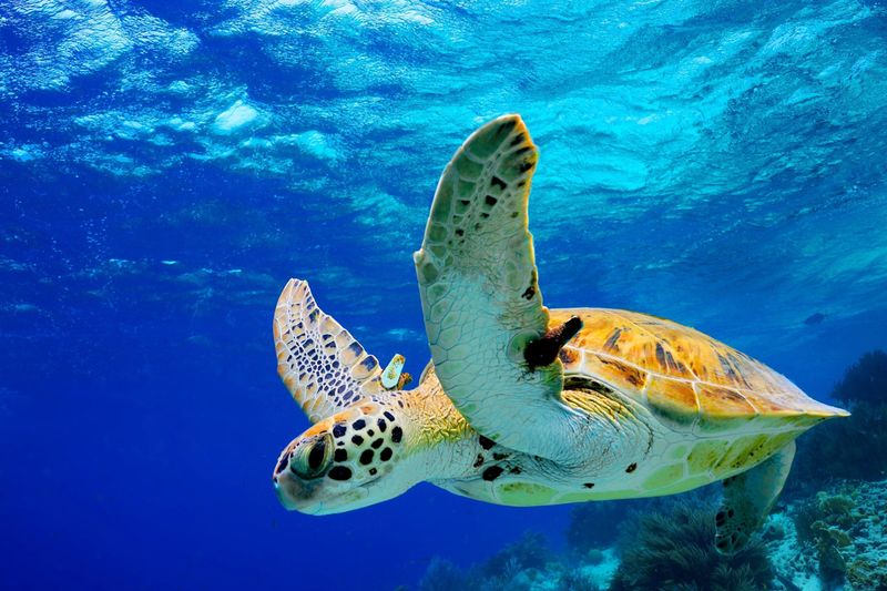 Sea Turtle