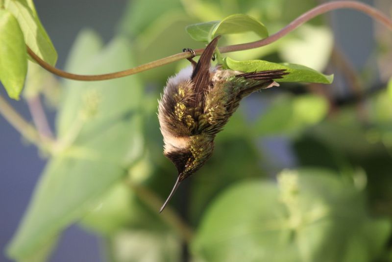 Hummingbird