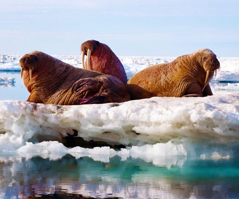 Walrus