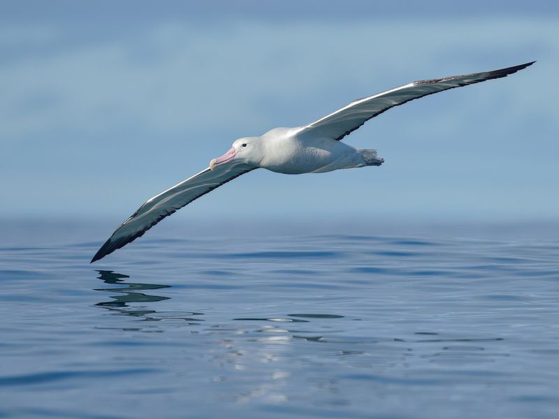 Southern Royal Albatross