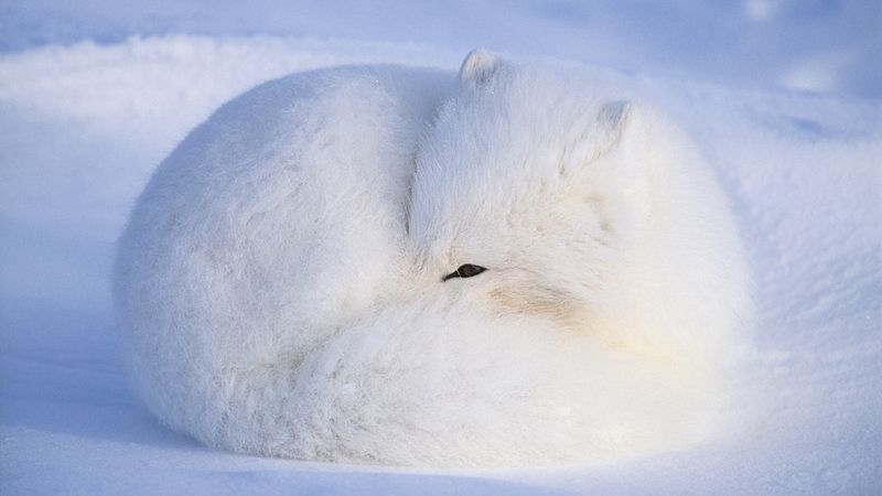 Thick Tail for Warmth