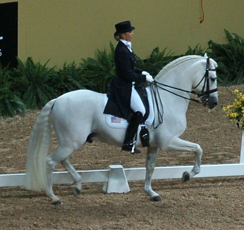Andalusian