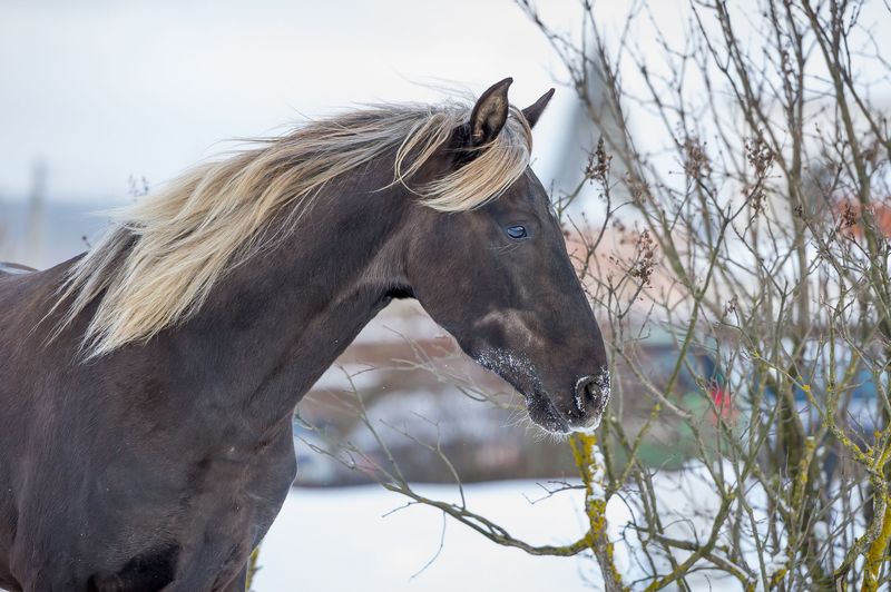 Rocky Mountain Horse