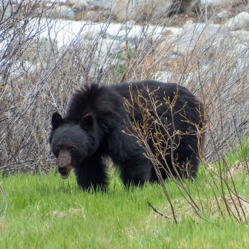 West Virginia - Black Bear