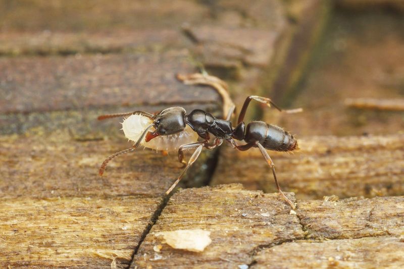 Ant