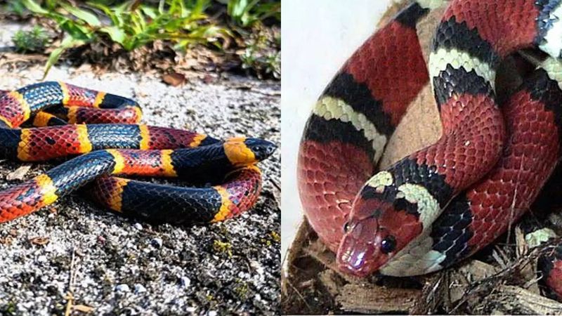 Kingsnake - Colorful Doppelganger