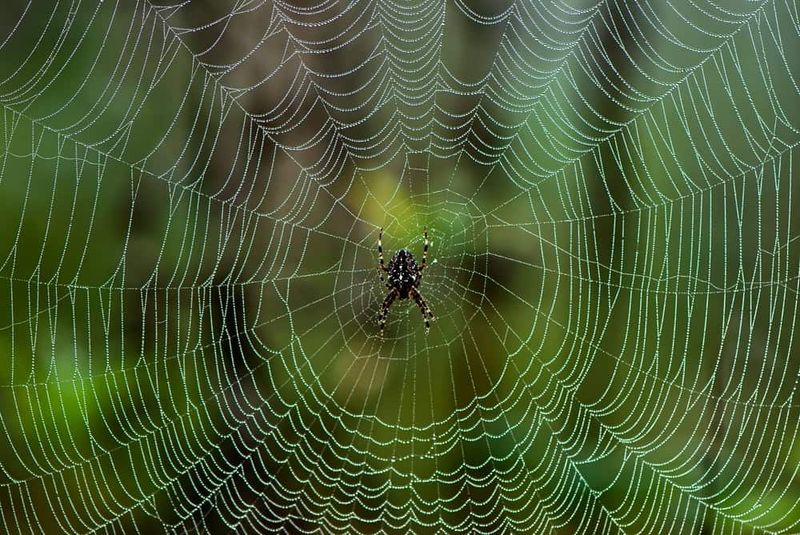 Increased Web Production