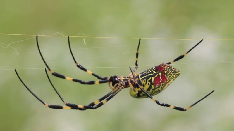 Species-Specific Reactions