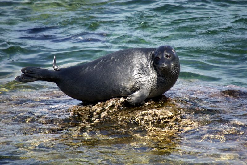 Baikal Seal