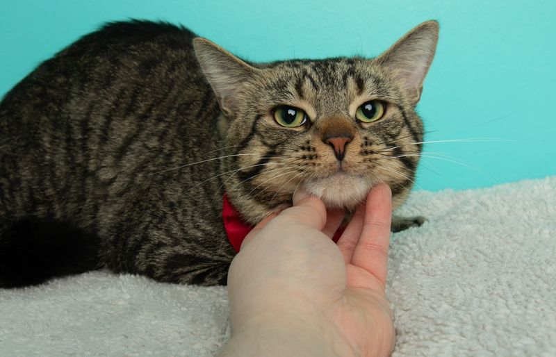 Purring When Not Content (False Alarm)