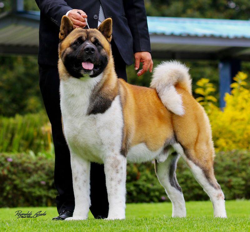 Akita