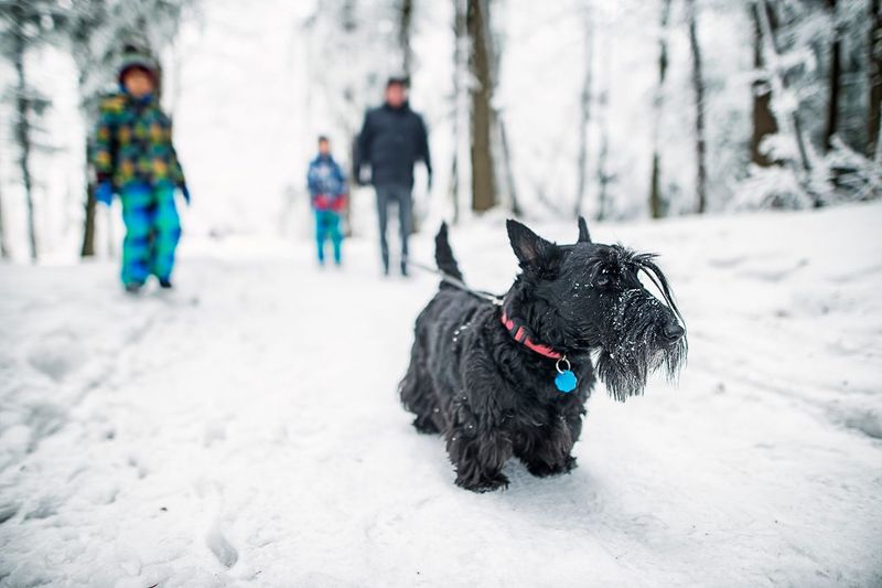 Scottish Terrier