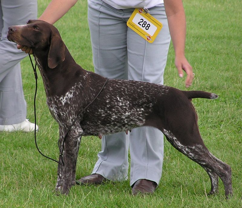 German Shorthaired Pointer