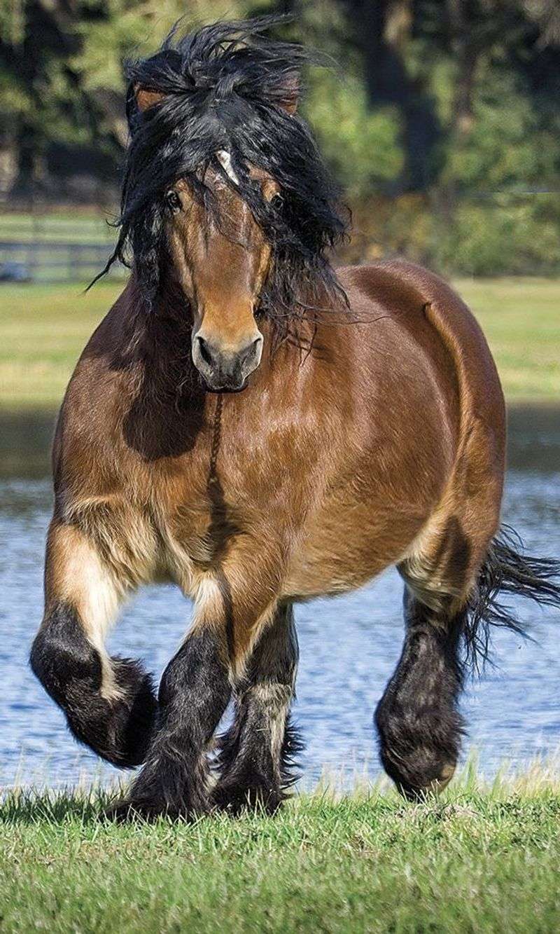 Draft Horse