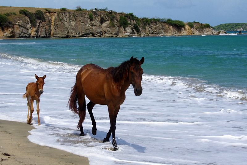 Paso Fino
