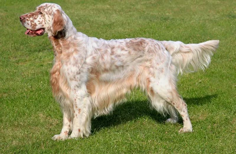 English Red and White Setter