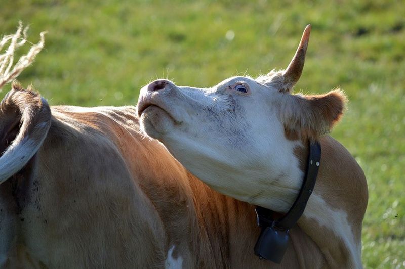 Bovine Spongiform Encephalopathy (BSE)