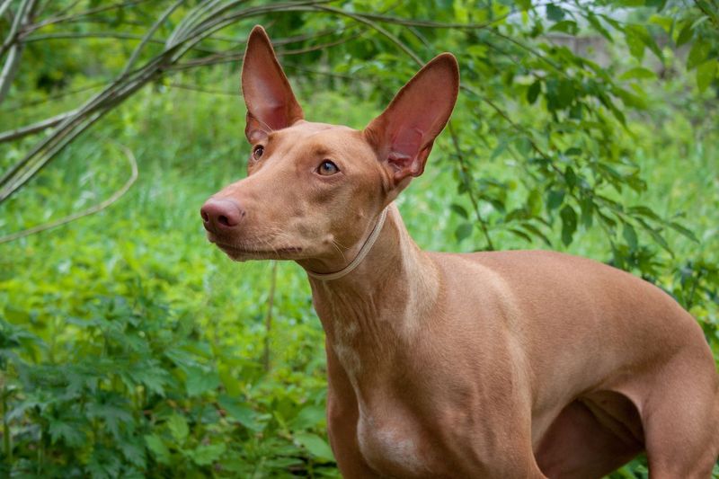 Pharaoh Hound