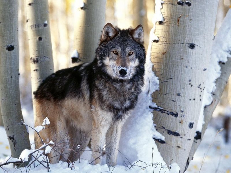Wisconsin - Timberwolf
