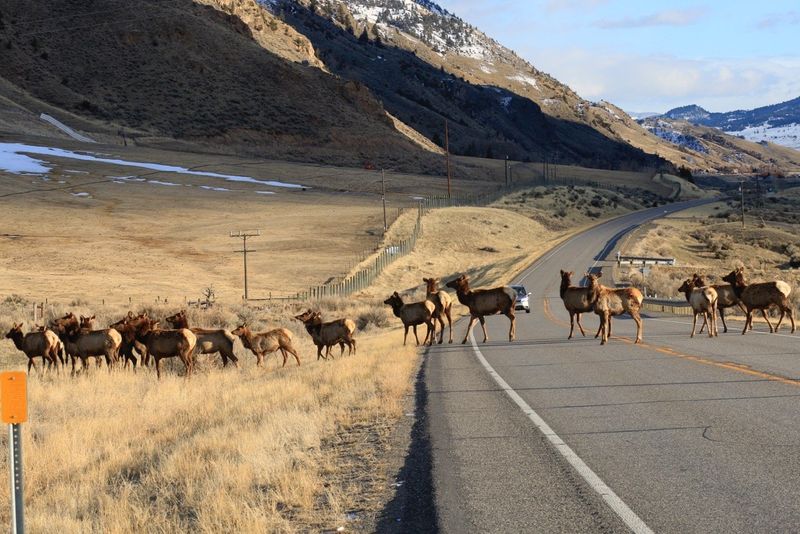 Montana
