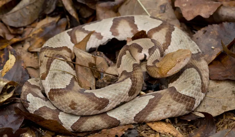 Louisiana