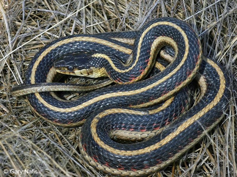 Common Garter Snake