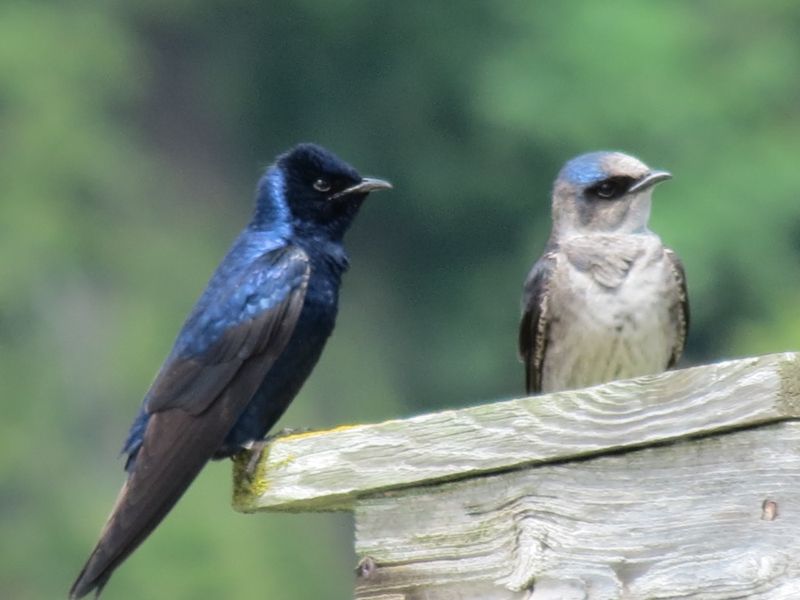Purple Martin