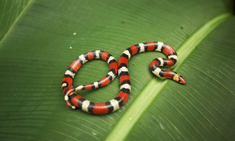 Scarlet Snake
