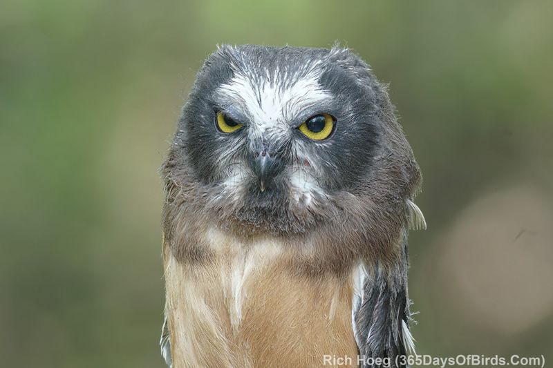 Northern Saw-whet Owl (Aegolius acadicus)