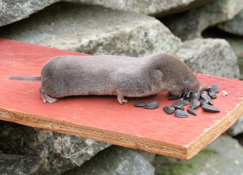 Northern Short-tailed Shrew