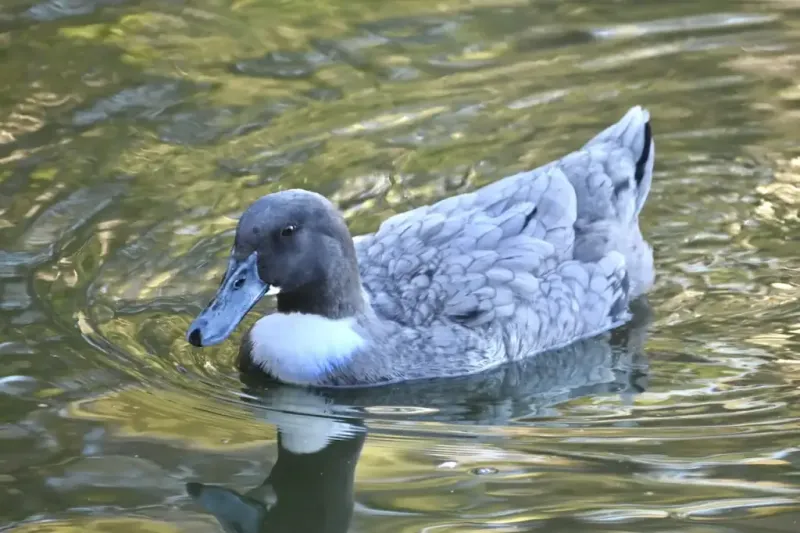 Blue Duck