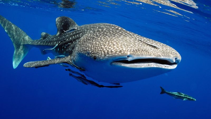 Whale Shark