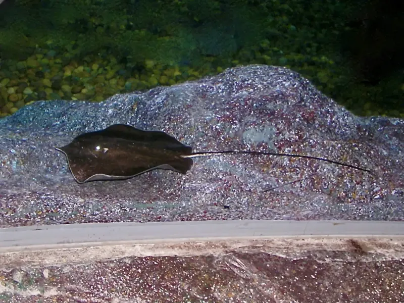 Giant Freshwater Stingray