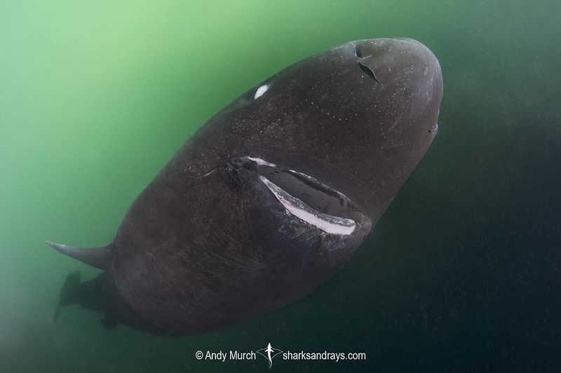 Pacific Sleeper Shark (Somniosus pacificus)