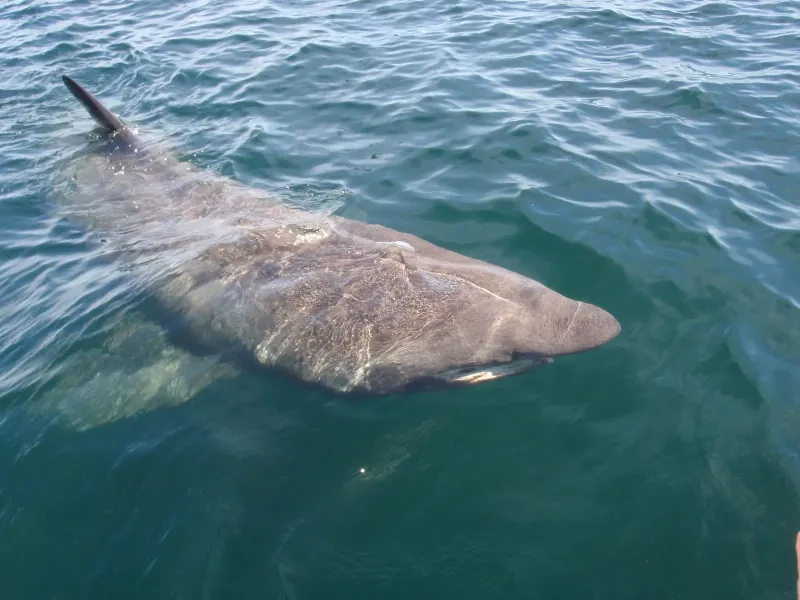 Basking Shark