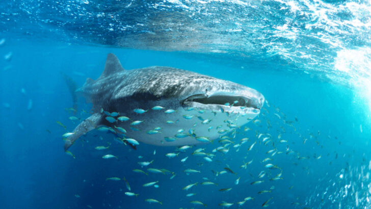 Whale Sharks: The Gentle Giants Capturing Hearts and Minds