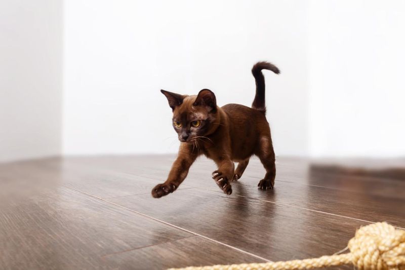 Cat “Zoomies”