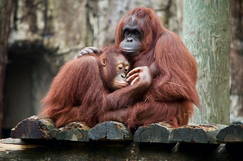 Orangutan