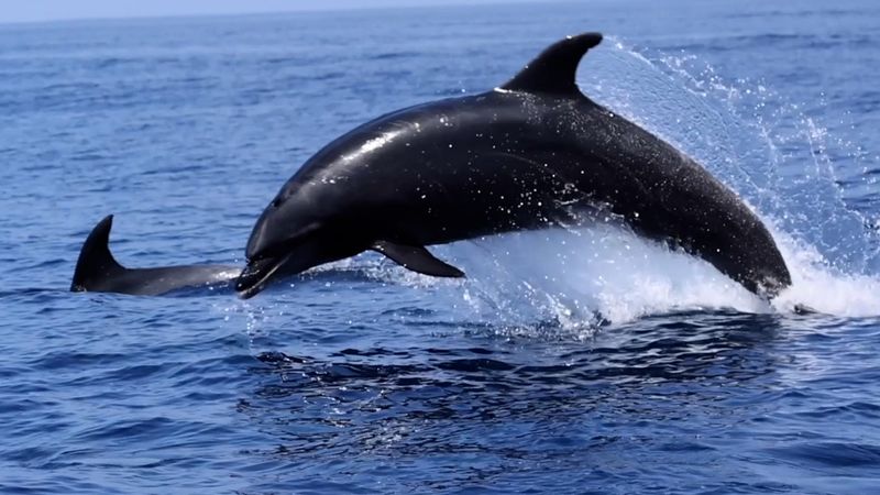 Dolphins and Porpoises