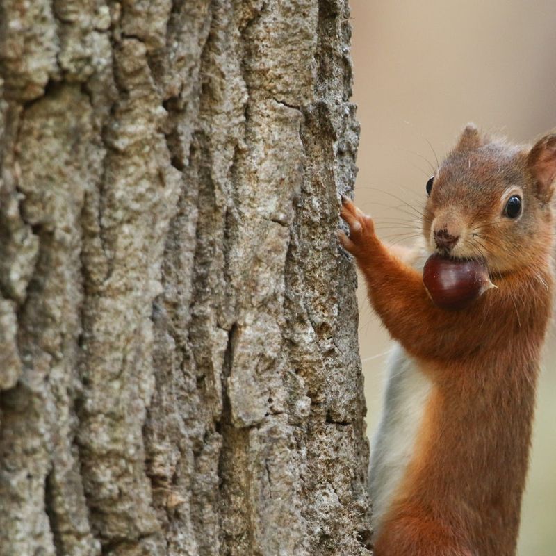 Squirrels Burying Nuts