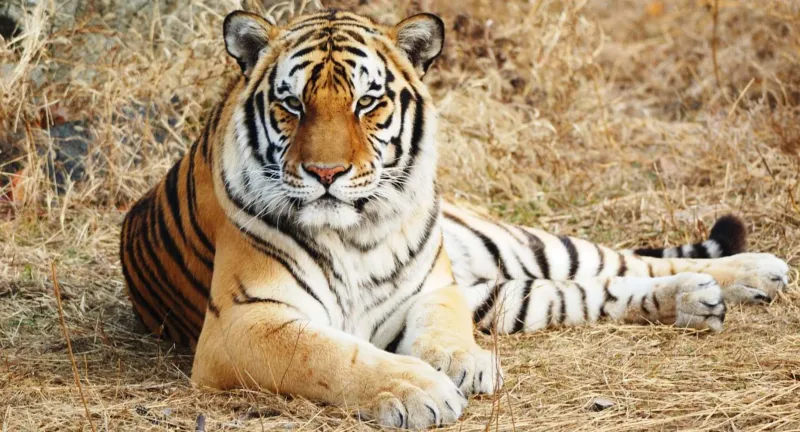 Tigers